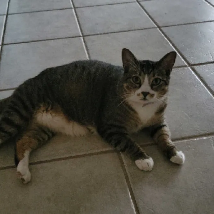 Your Purrfect Sitter