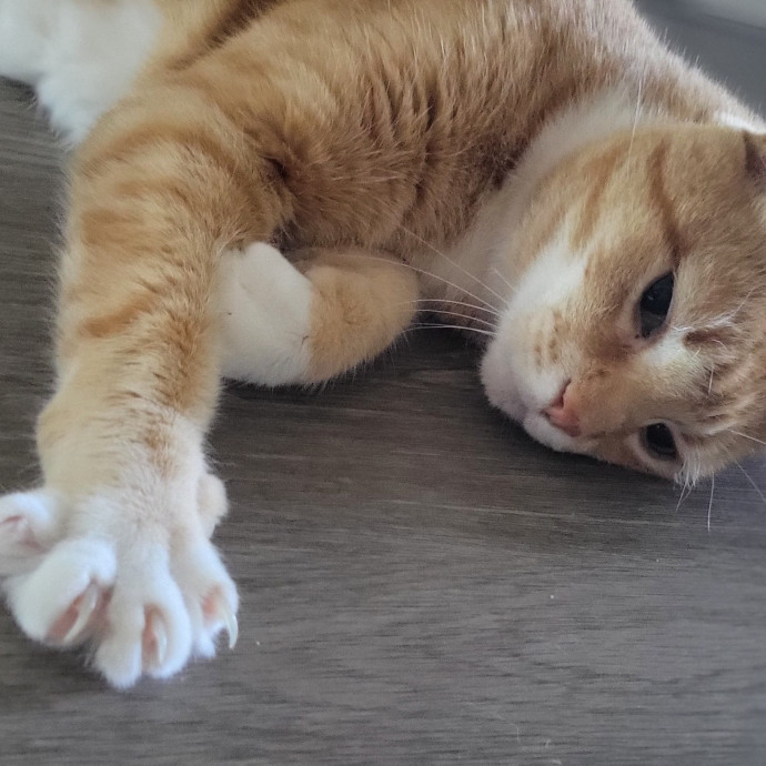 The Purrfect Sitter