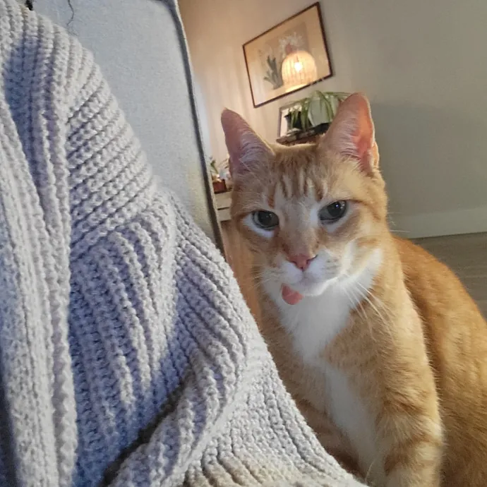 Your Purrfect Sitter