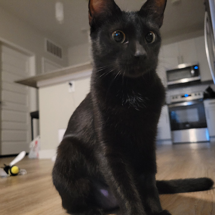 The Purrfect Sitter