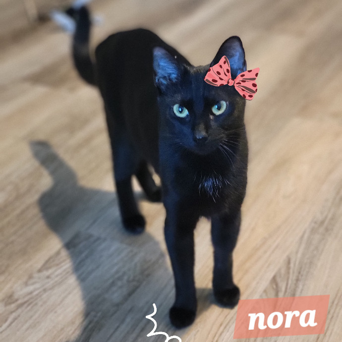 The Purrfect Sitter