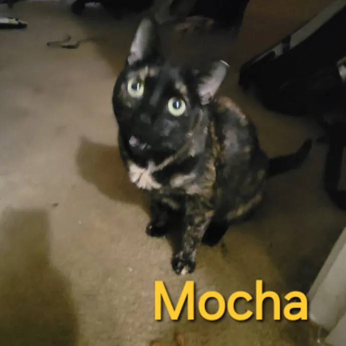 Your Purrfect Sitter