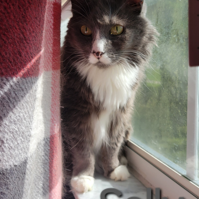 The Purrfect Sitter