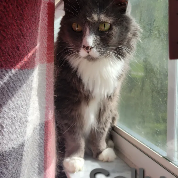 Your Purrfect Sitter