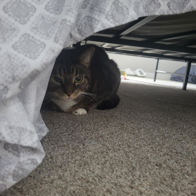 The Purrfect Sitter