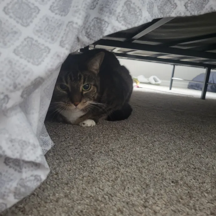 Your Purrfect Sitter photo 4