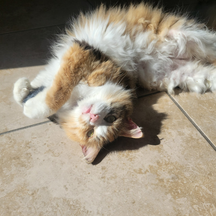 The Purrfect Sitter