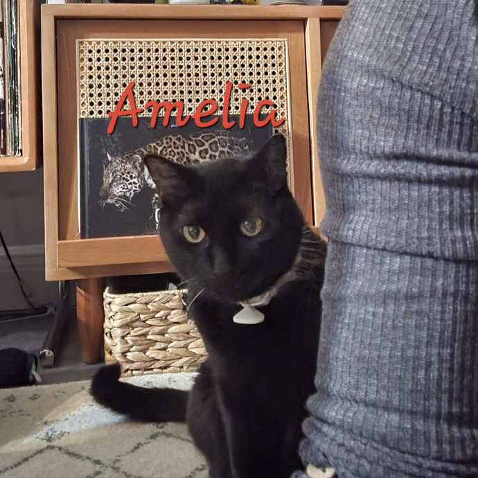 The Purrfect Sitter