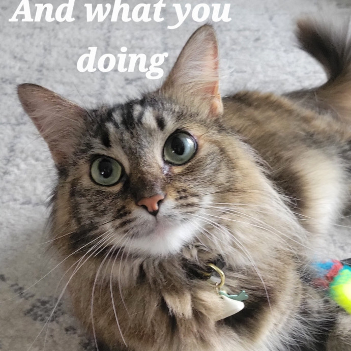 The Purrfect Sitter