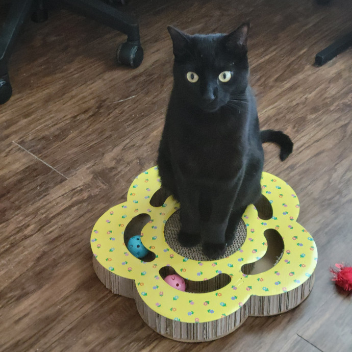 The Purrfect Sitter