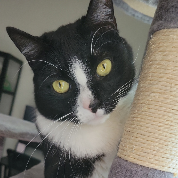 The Purrfect Sitter