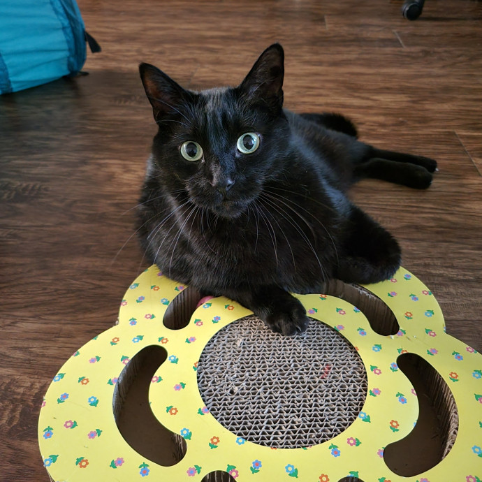 The Purrfect Sitter