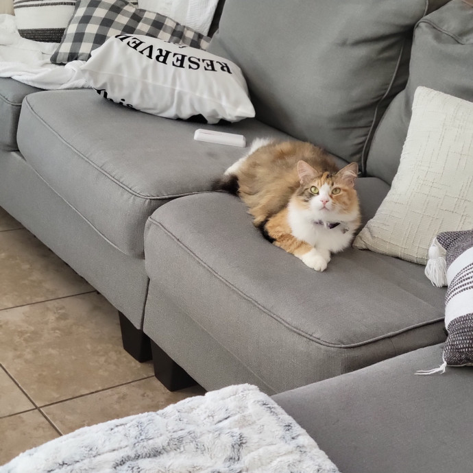 The Purrfect Sitter photo 2