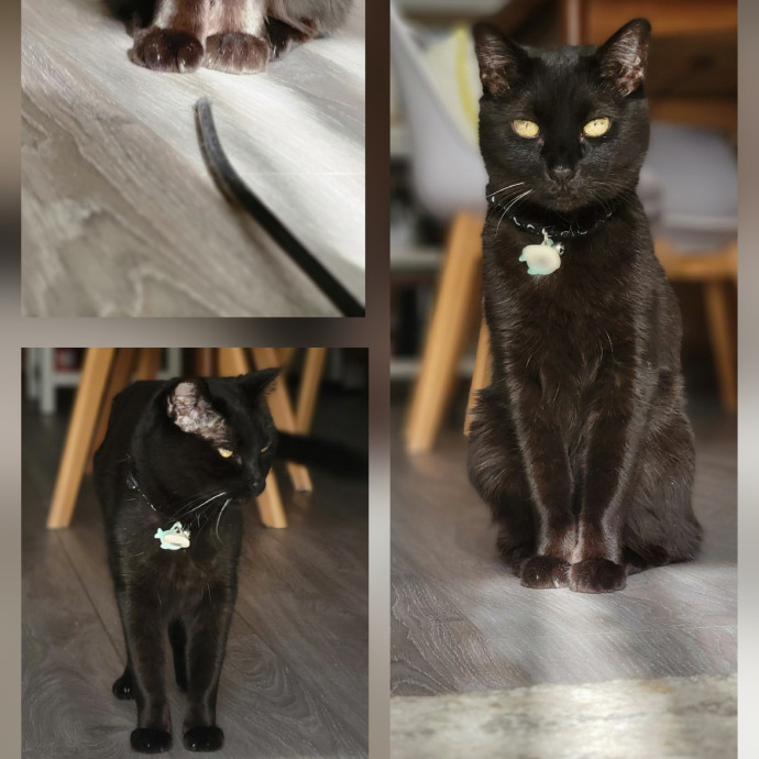 The Purrfect Sitter photo 2