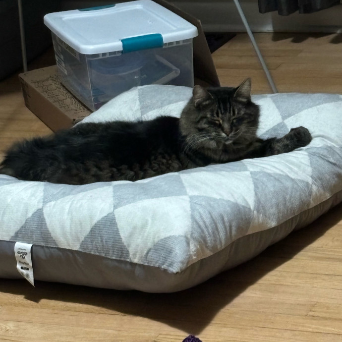 I Adore All Cats