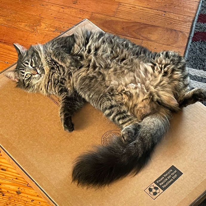 I Adore All Cats