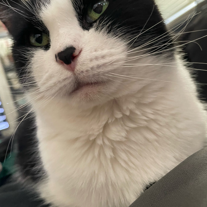 I Adore All Cats
