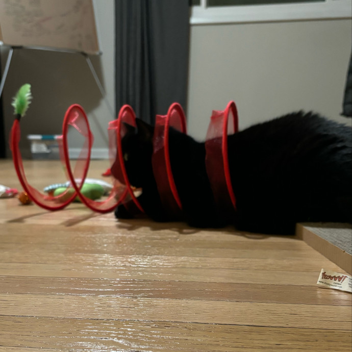 I Adore All Cats