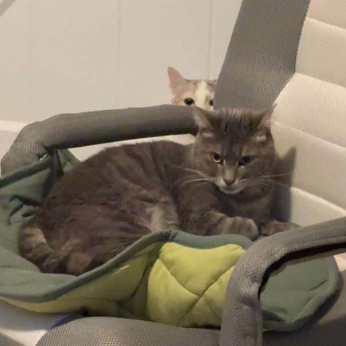 All Kitties Are Silly Kitties
