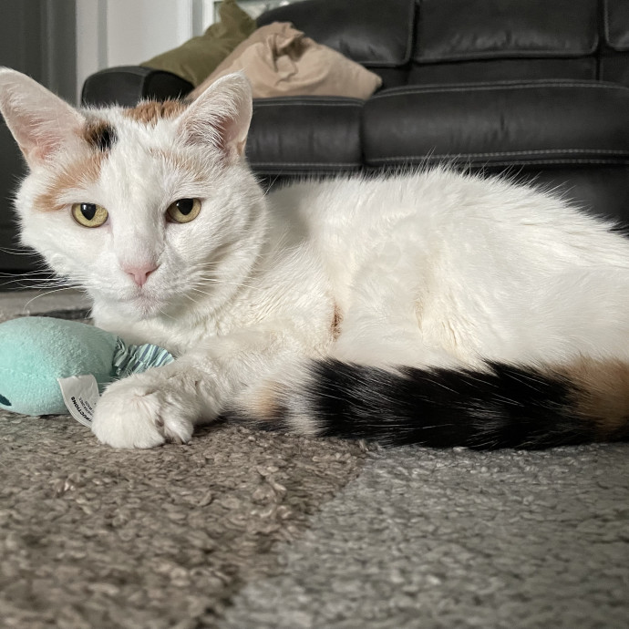All Kitties Are Silly Kitties