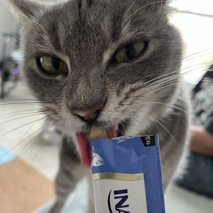 All Kitties Are Silly Kitties