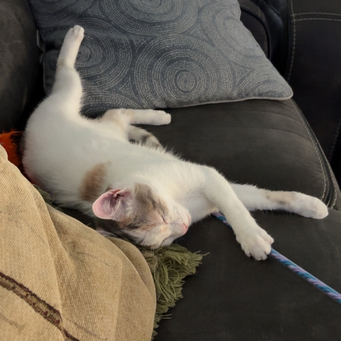All Kitties Are Silly Kitties