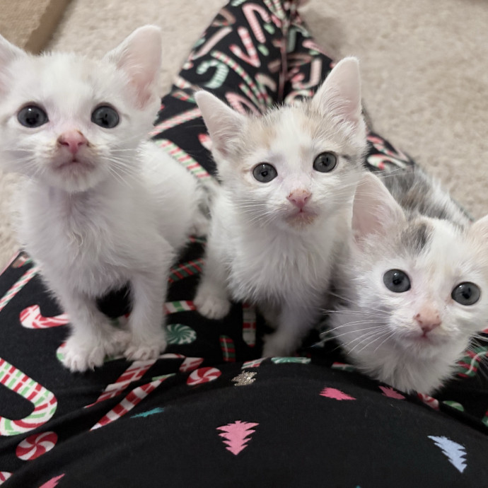 All Kitties Are Silly Kitties photo 3