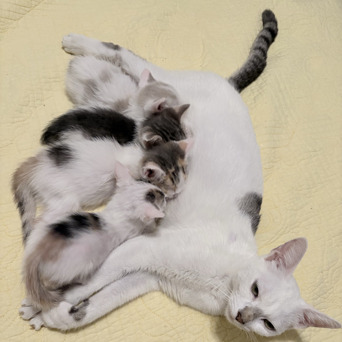 All Kitties Are Silly Kitties photo 2