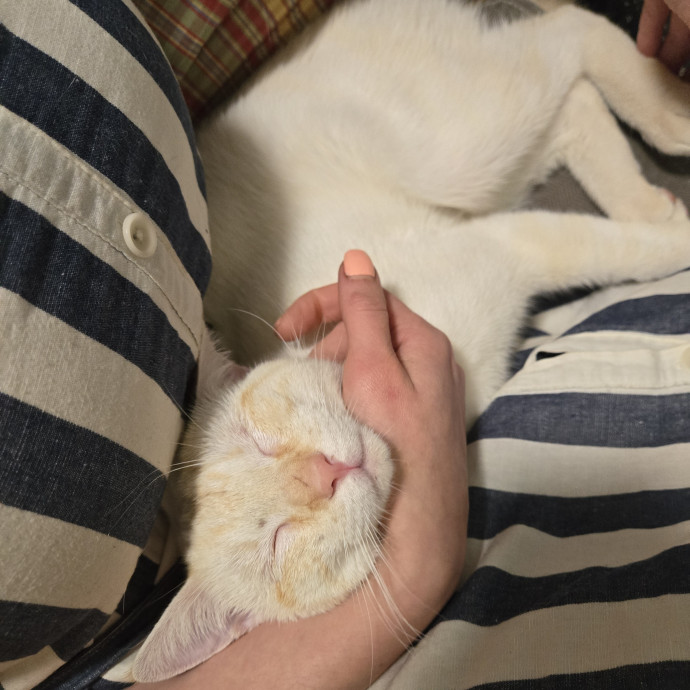 Cat Care Extraordinaire