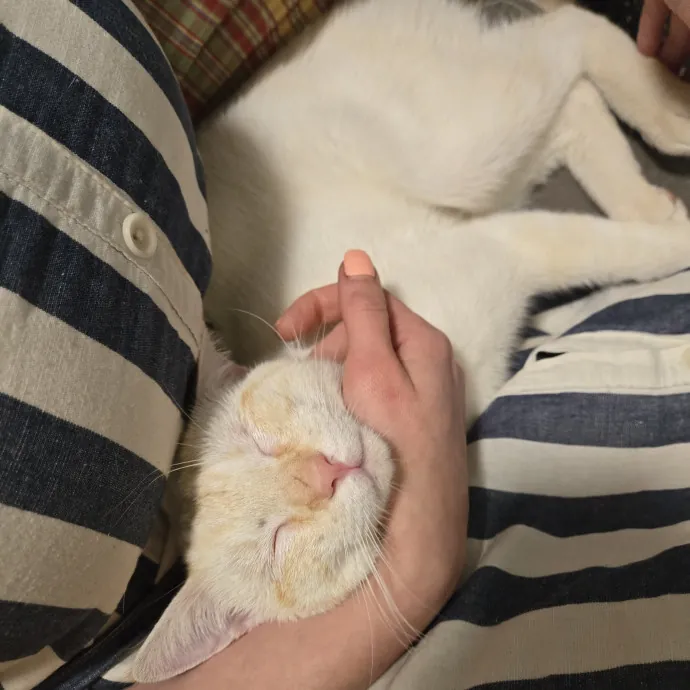 Cat Care Extraordinaire