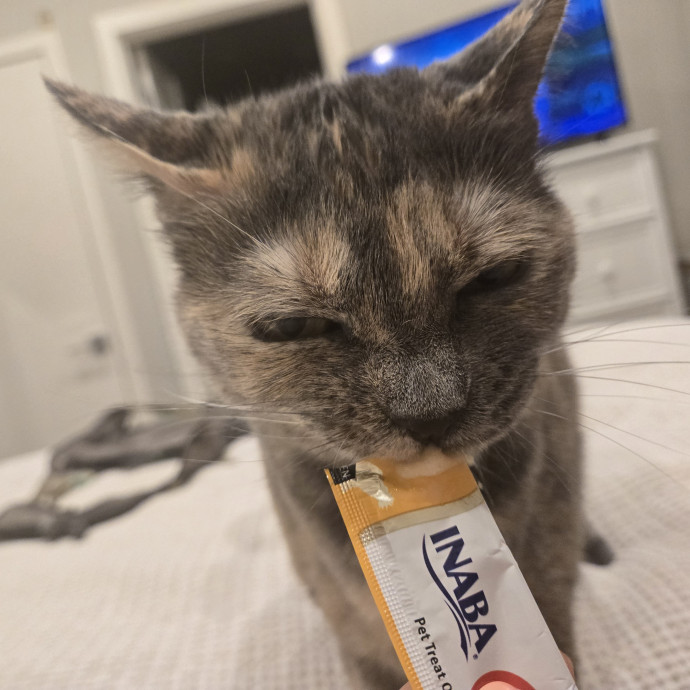 Cat Care Extraordinaire