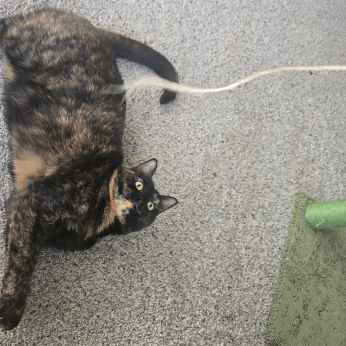 Cat Care Extraordinaire