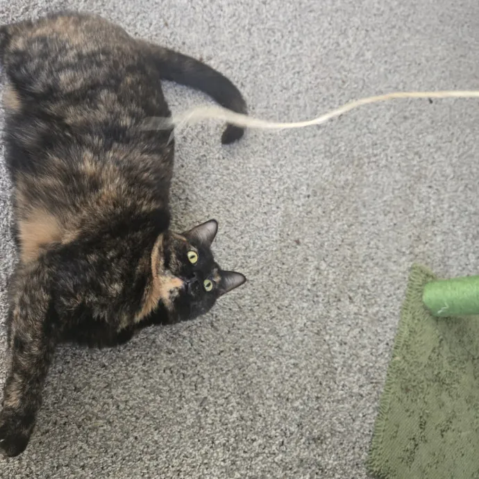 Cat Care Extraordinaire