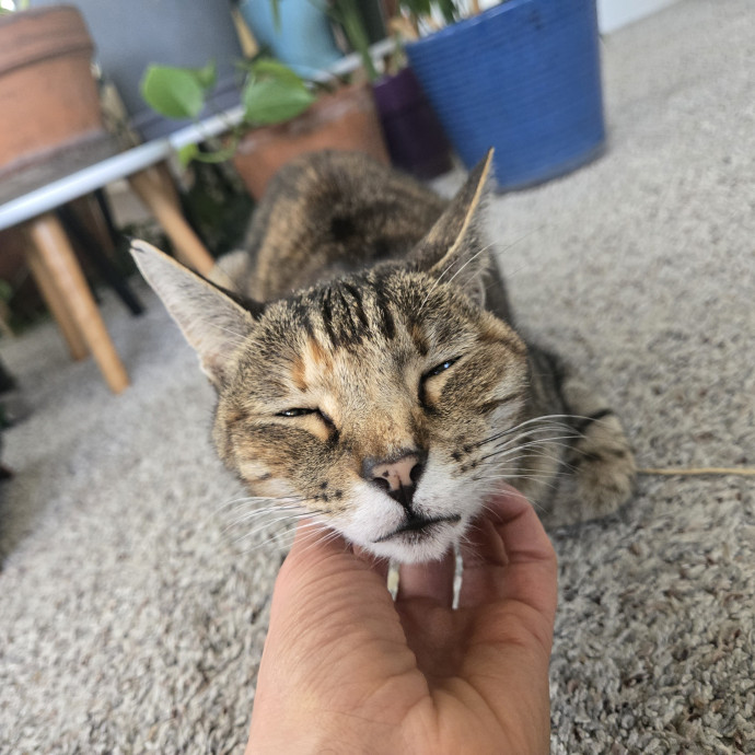 Cat Care Extraordinaire