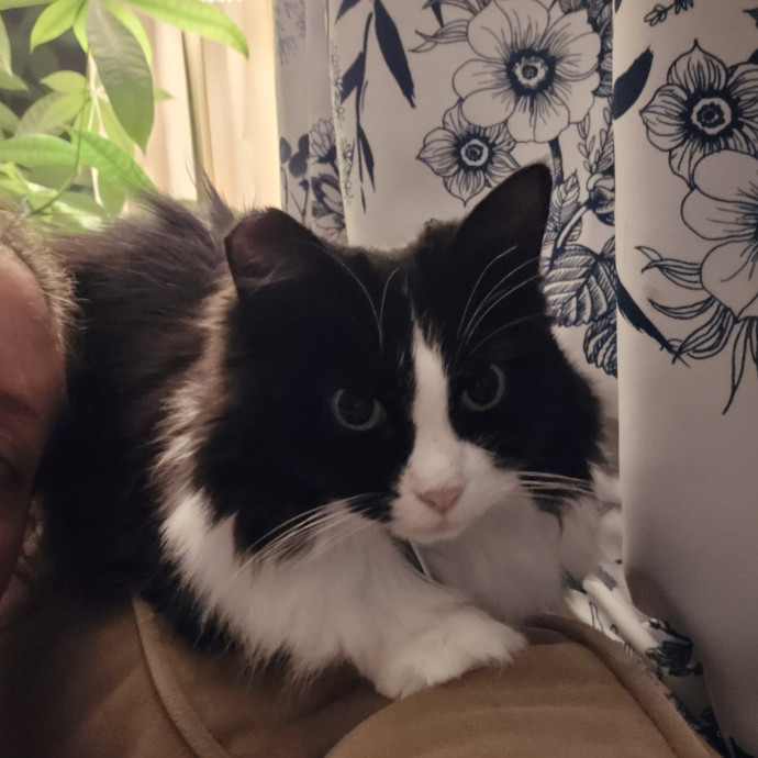 Cat Care Extraordinaire