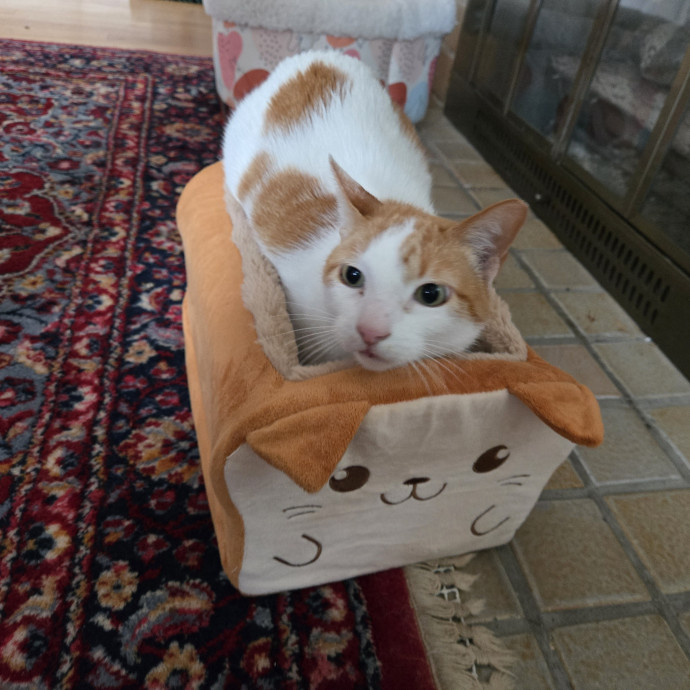Cat Care Extraordinaire