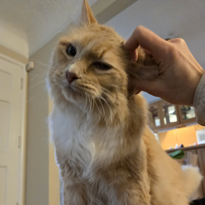 Cat Care Extraordinaire