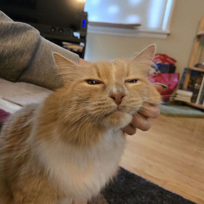 Cat Care Extraordinaire