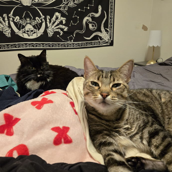 Cat Care Extraordinaire