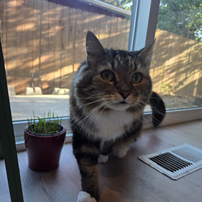 Cat Care Extraordinaire