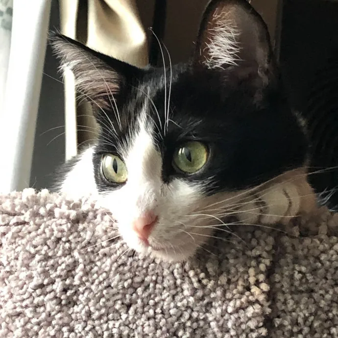 Insured Kitty Momma