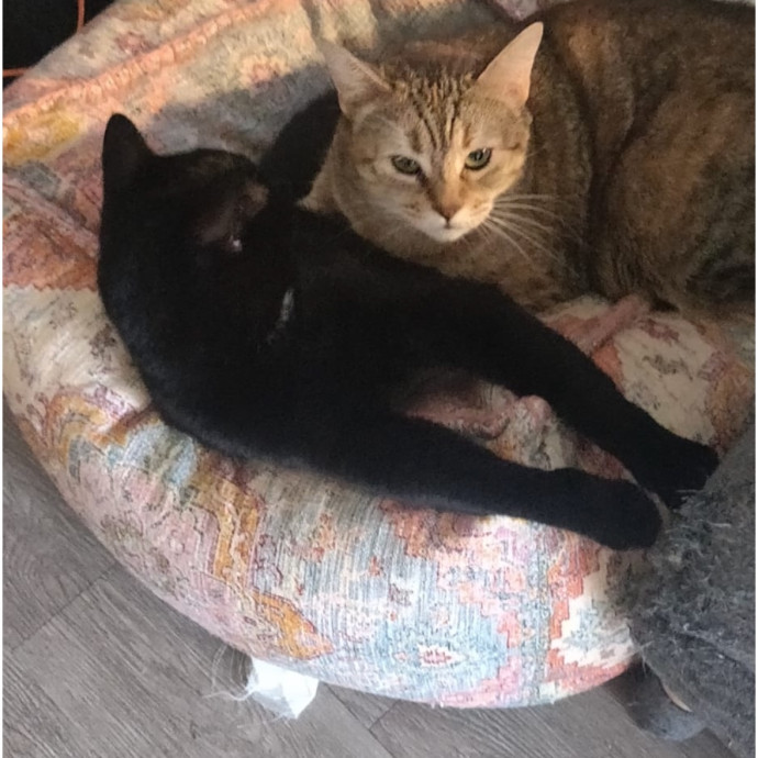 Trusted Cat Mom
