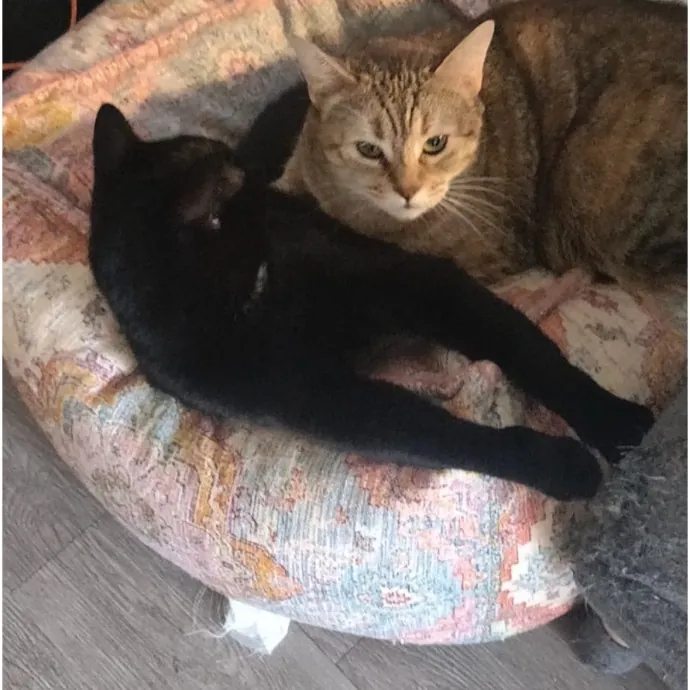 Insured Kitty Momma