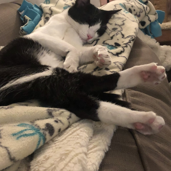 Trusted Cat Mom