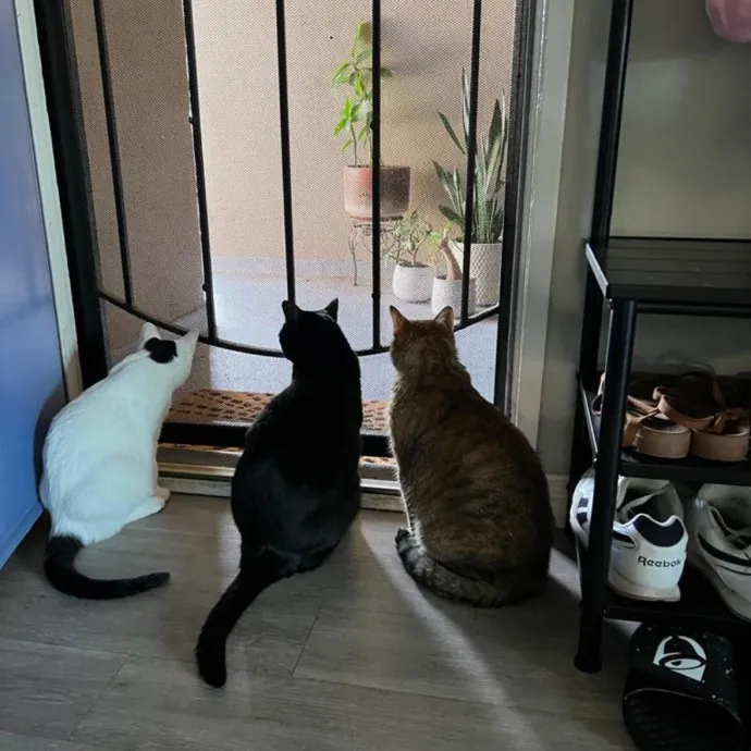 Insured Kitty Momma