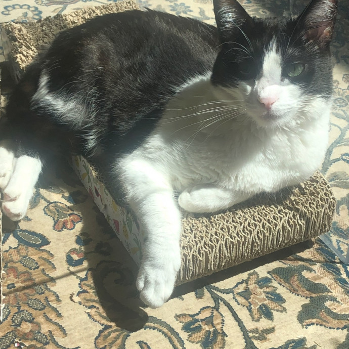 Trusted Cat Mom