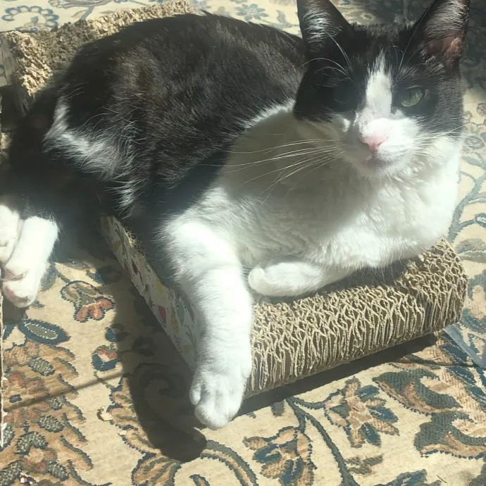 Insured Kitty Momma