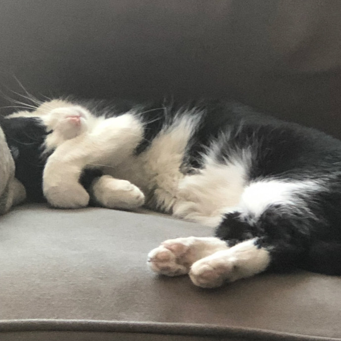 Trusted Cat Mom