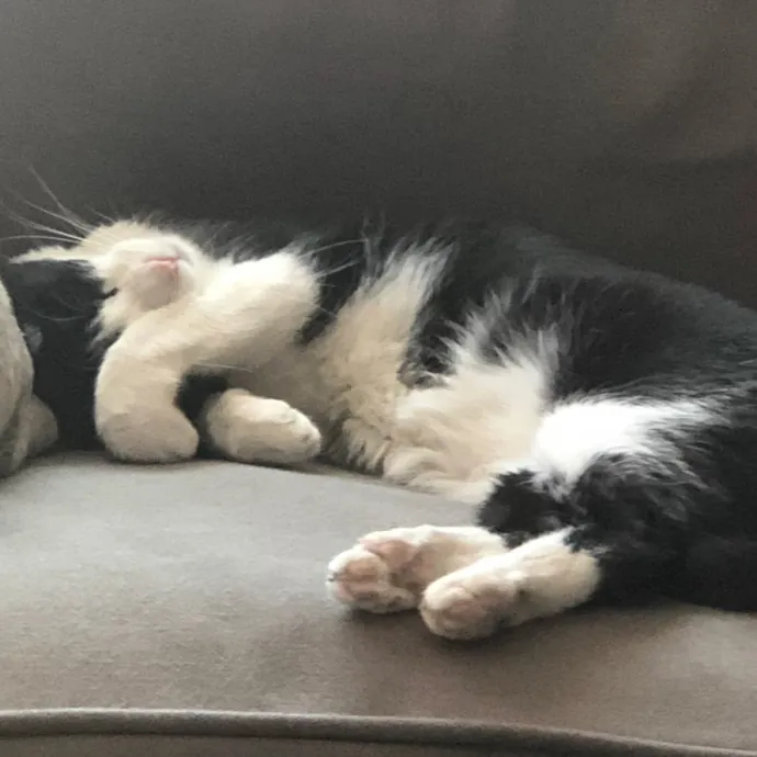 Insured Kitty Momma