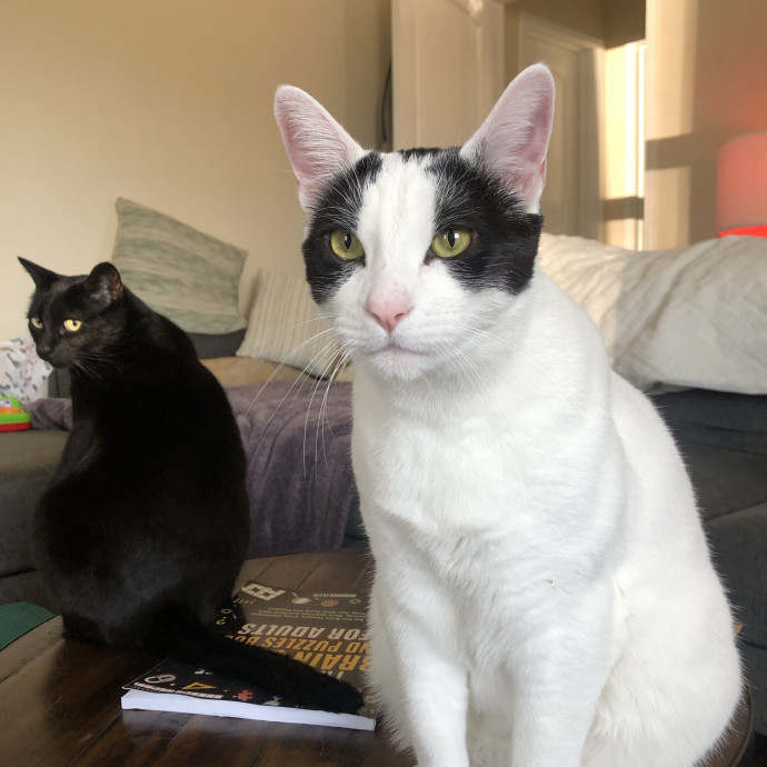 Trusted Cat Mom